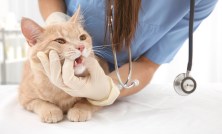 Affordable Pet Healthcare: Tips for Finding the Least Expensive Vet in Your Area