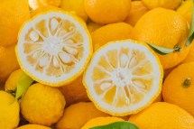 From Farm to Table: The Journey of Yuzu from Harvest to Market